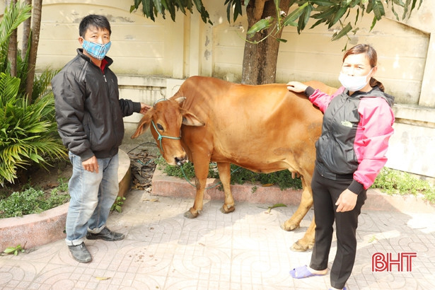 Thuê taxi tải từ Nghệ An sang Hà Tĩnh trộm bò