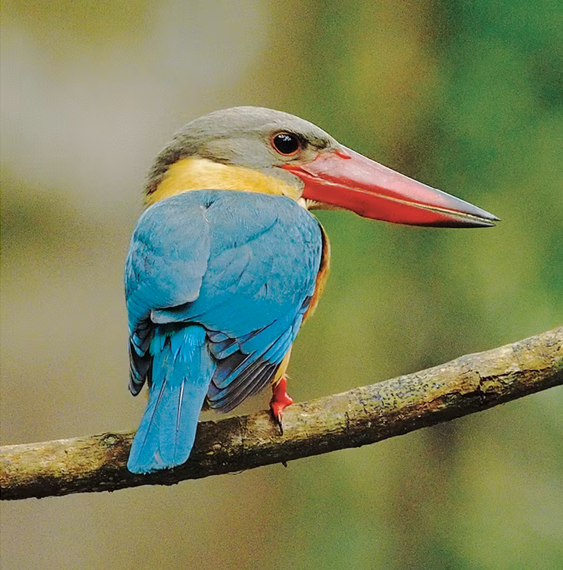 Những loài chim đẹp và lạ bậc nhất Việt Nam