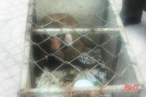 Bàn giao cá thể khỉ mốc quý hiếm để thả về vùng rừng tự nhiên ở Hà Tĩnh