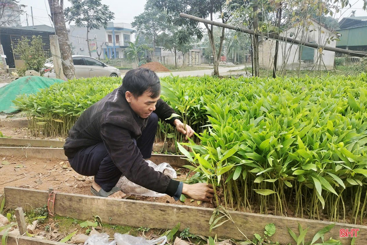 bqbht_br_cong-nhan-co-so-mua-ban-giong-keo-tram-huan-tin-xa-huong-xuan-nho-cay-giong-ban-cho-khach-hang.jpg