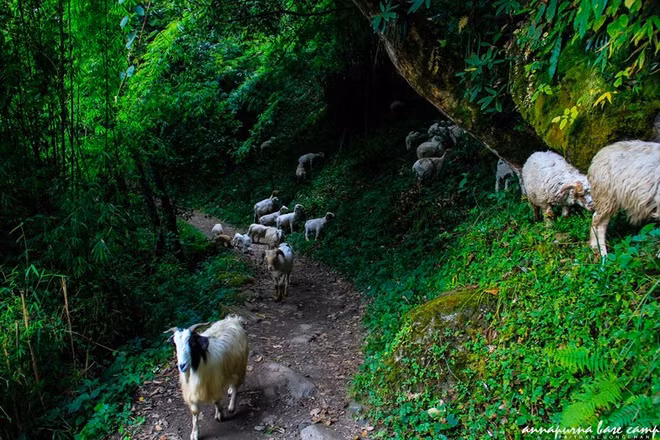 ngoi lang chenh venh tren vach nui dep nhu tranh tren day himalaya