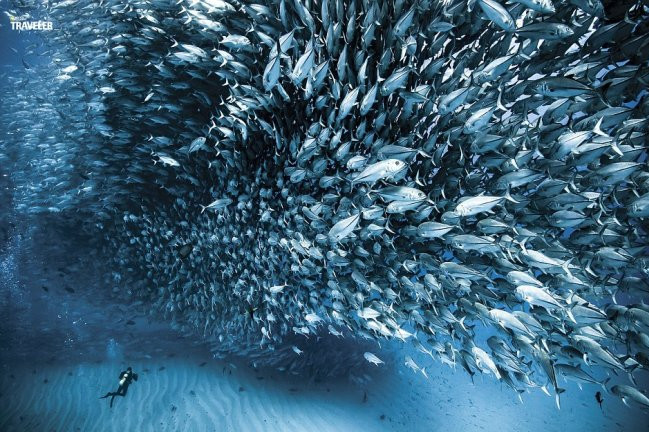 Đàn cá với số lượng khổng lồ bơi lội tại công viên quốc gia Baja California national geographic traveler goi y 21 diem nen den nam 2017