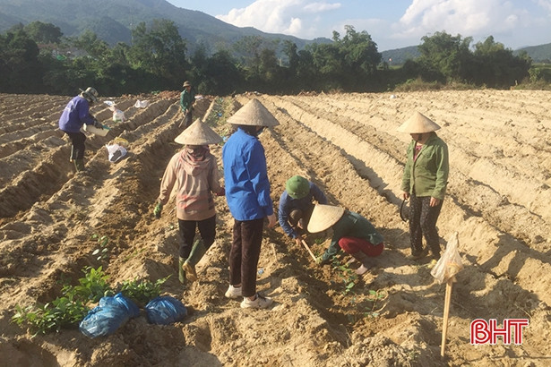 Hương Sơn trồng mới hơn 16 vạn cây chè công nghiệp
