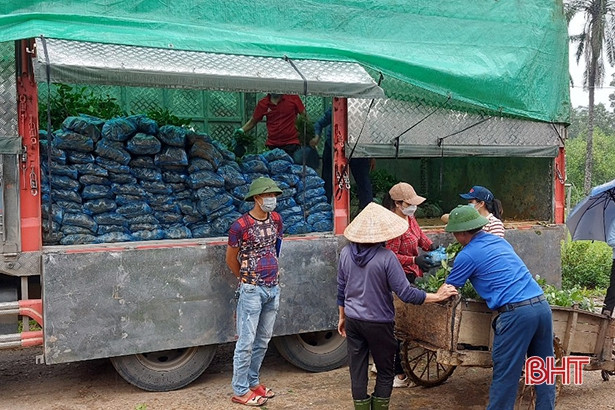 Hương Sơn trồng mới hơn 16 vạn cây chè công nghiệp