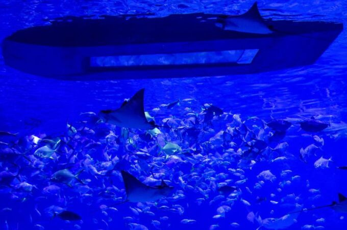 Bên trong thủy cung lớn nhất Trung Đông