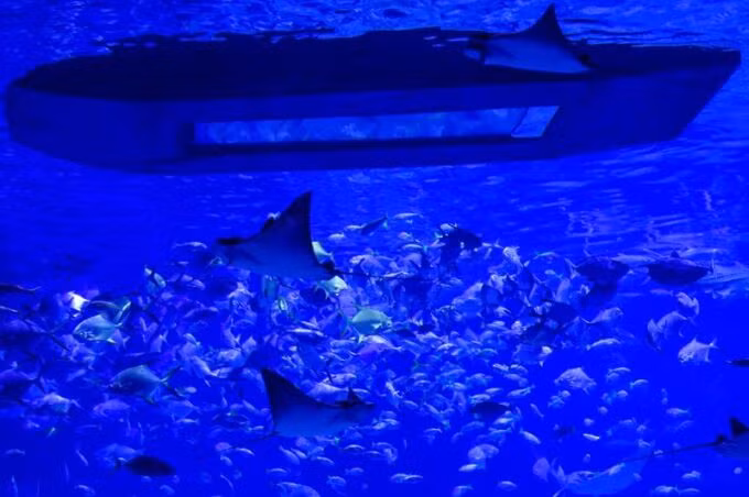 Bên trong thủy cung lớn nhất Trung Đông