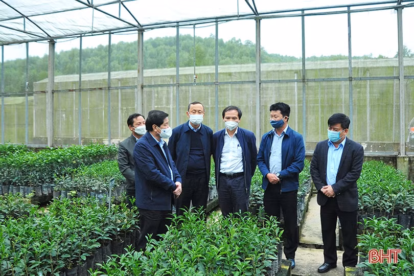 Nâng cao công tác quản lý, thực hiện số hóa cây đầu dòng, bảo vệ giống cam ở Hà Tĩnh
