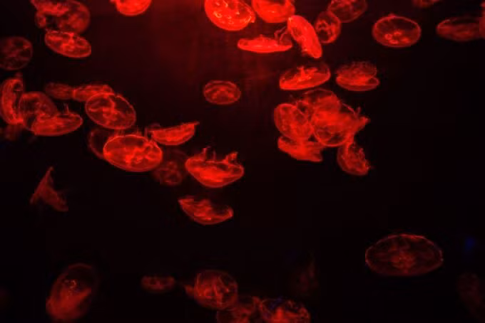 Bên trong thủy cung lớn nhất Trung Đông