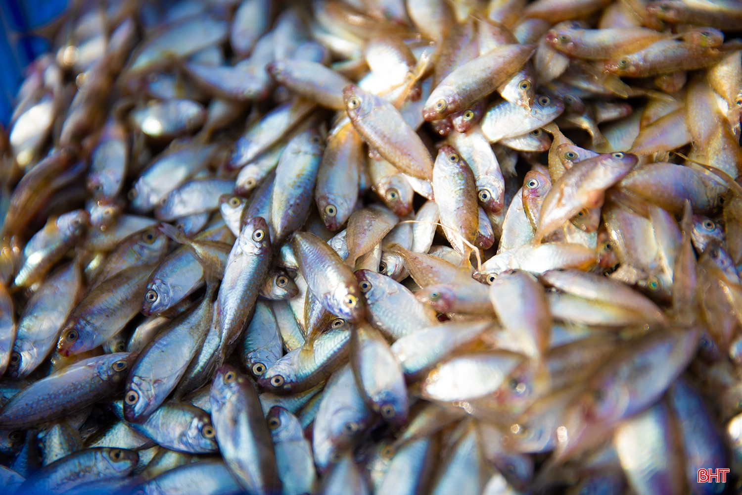 Cobia (ត្រូវបានគេស្គាល់ថាជាត្រីធូ) គឺជាត្រីតូចមួយដែលភាគច្រើនប្រើដើម្បីធ្វើទឹកត្រីប្រពៃណី។ តាមអ្នកនេសាទជាច្រើនបានឲ្យដឹងថា ទឹកត្រីគោមានគុណភាពមិនអន់ជាងទឹកត្រីអាន់ឆូវឡើយ។ bqbht_br_ag7a5138-copy.jpg