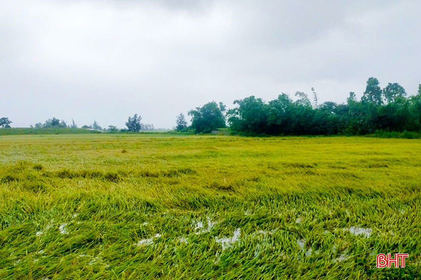 Xã Kỳ Hà có 6,5 ha lúa xuân bị gãy đổ. Xã Kỳ Hà có 6,5 ha lúa xuân bị gãy đổ.