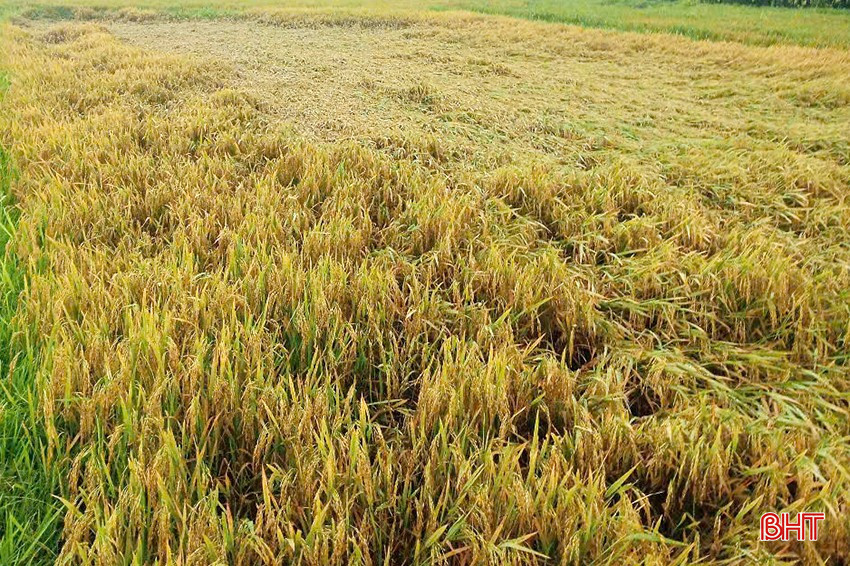 Ngành chuyên môn khuyến cáo bà con nông dân tiến hành thu hoạch sớm diện tích lúa xuân còn lại. Ngành chuyên môn khuyến cáo bà con nông dân tiến hành thu hoạch sớm diện tích lúa xuân còn lại.