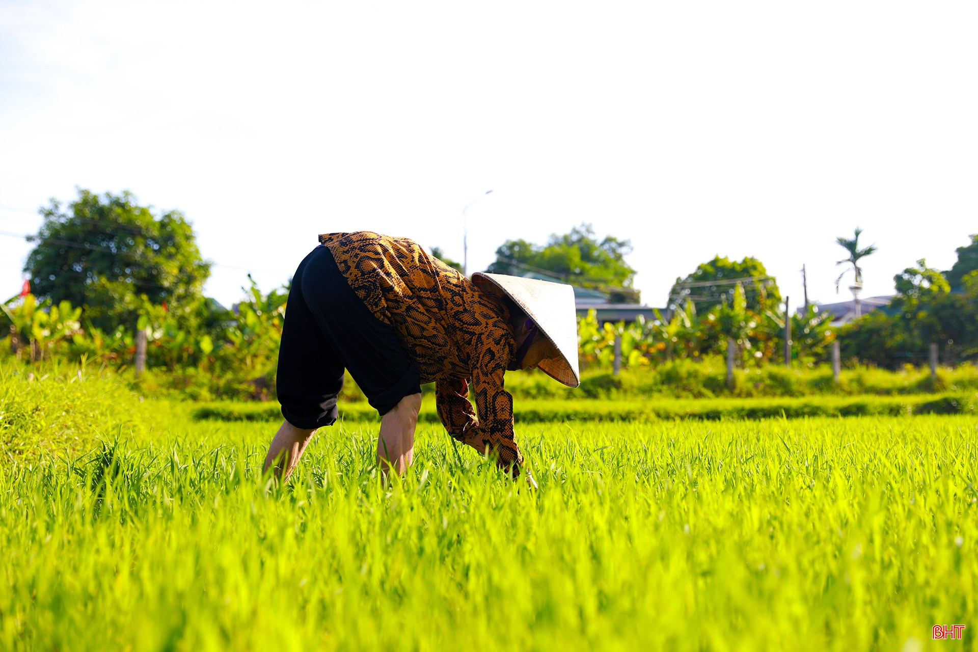 ឆ្លៀតពេលអាកាសធាតុមានពន្លឺថ្ងៃ សព្វថ្ងៃនេះ កសិករនៅតាមសង្កាត់ និងឃុំនានាក្នុងក្រុង Ky Anh បានខិតខំកាត់ស្មៅ កាត់ស្មៅ បង្ហូរទឹក និងអនុវត្តការបង្កកំណើតជុំដំបូង។ bqbht_br_ag7a6845.jpg