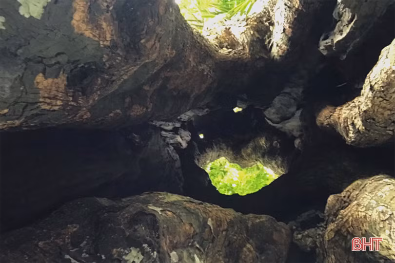 Mục sở thị cây thị cổ hơn 700 tuổi ở Hà Tĩnh