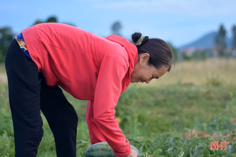 Giá dưa tăng gấp đôi, nông dân Kỳ Hoa tính chuyện mở rộng diện tích