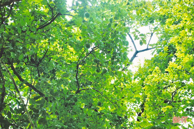 Mục sở thị cây thị cổ hơn 700 tuổi ở Hà Tĩnh