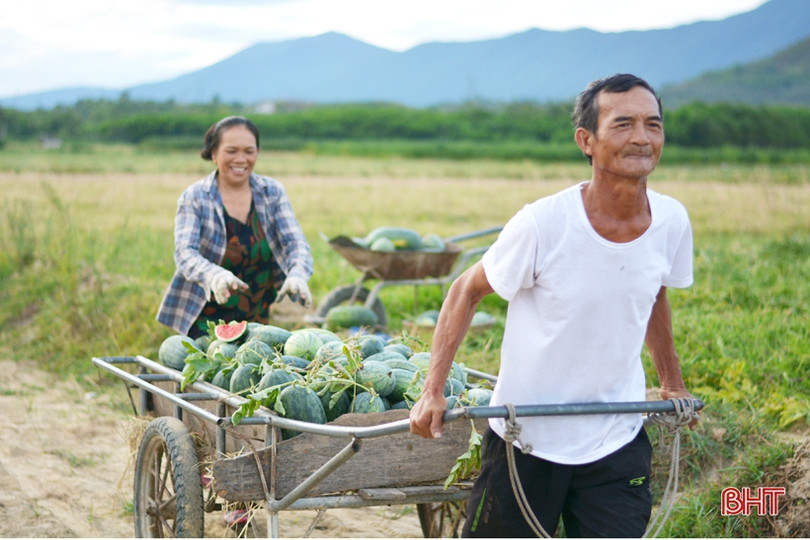 Giá dưa tăng gấp đôi, nông dân Kỳ Hoa tính chuyện mở rộng diện tích