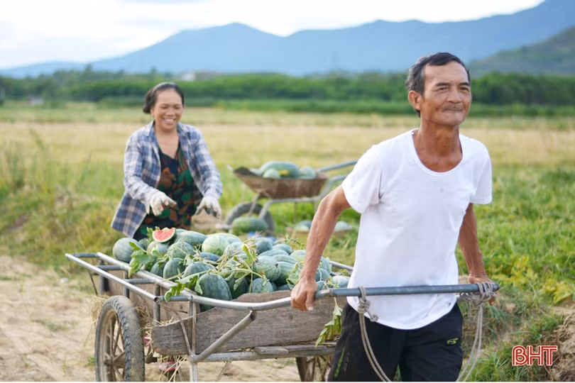 Giá dưa tăng gấp đôi, nông dân Kỳ Hoa tính chuyện mở rộng diện tích