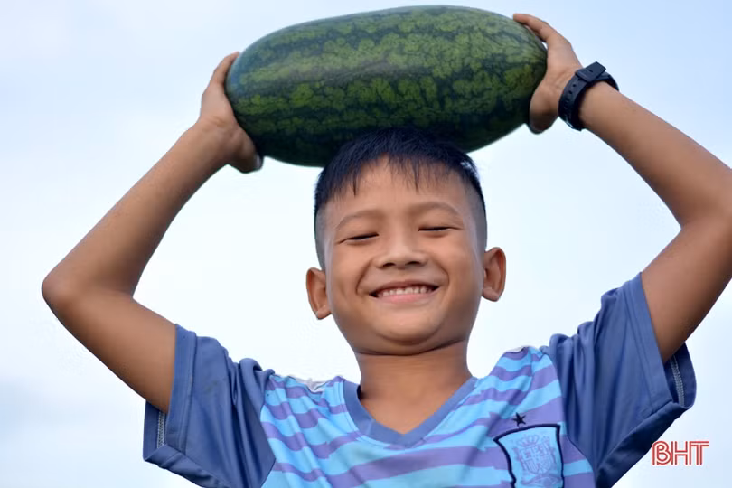 Giá dưa tăng gấp đôi, nông dân Kỳ Hoa tính chuyện mở rộng diện tích