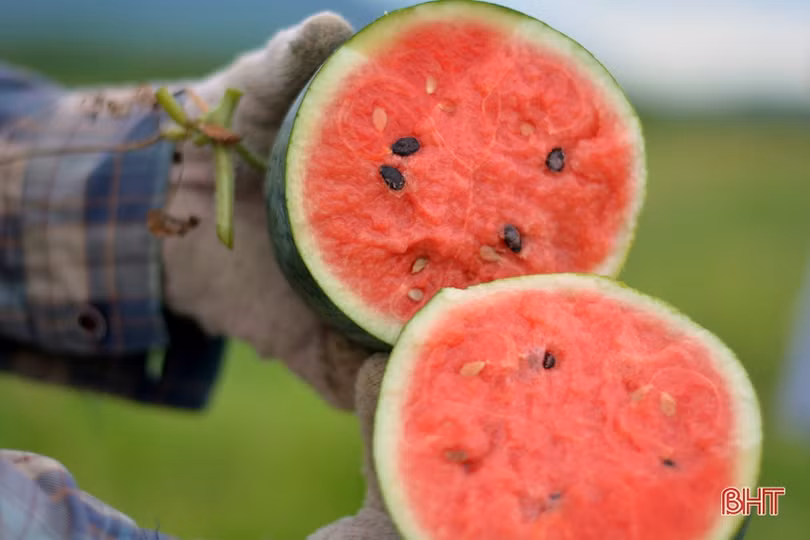 Giá dưa tăng gấp đôi, nông dân Kỳ Hoa tính chuyện mở rộng diện tích