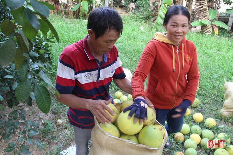 Về Hương Khê xem nông dân “mặc áo nắng” cho bưởi Phúc Trạch
