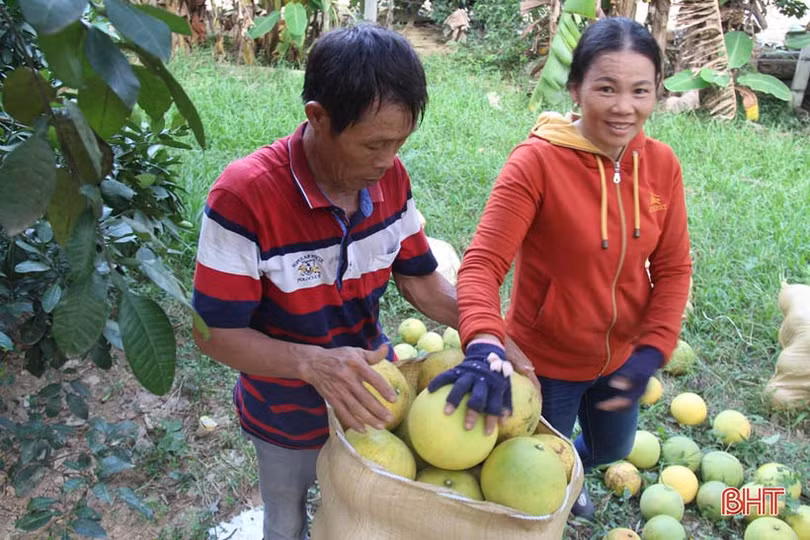 Về Hương Khê xem nông dân “mặc áo nắng” cho bưởi Phúc Trạch