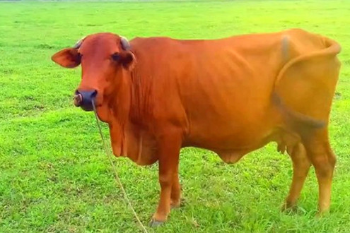 Vụ án dân sự hy hữu ở Hà Tĩnh: Giám định ADN để tìm huyết thống cho... bò! ảnh 9 Vụ án dân sự hy hữu ở Hà Tĩnh: Giám định ADN để tìm huyết thống cho... bò!