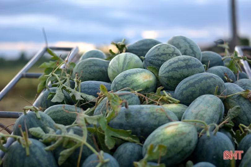 Giá dưa tăng gấp đôi, nông dân Kỳ Hoa tính chuyện mở rộng diện tích