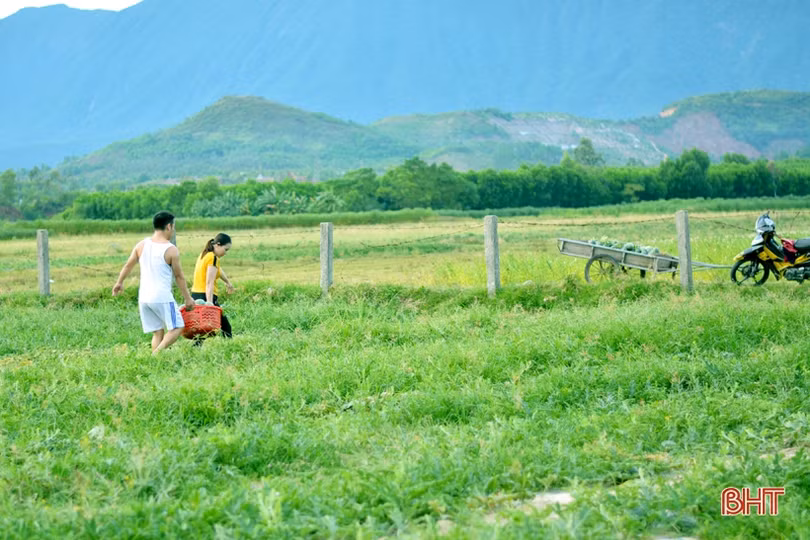 Giá dưa tăng gấp đôi, nông dân Kỳ Hoa tính chuyện mở rộng diện tích