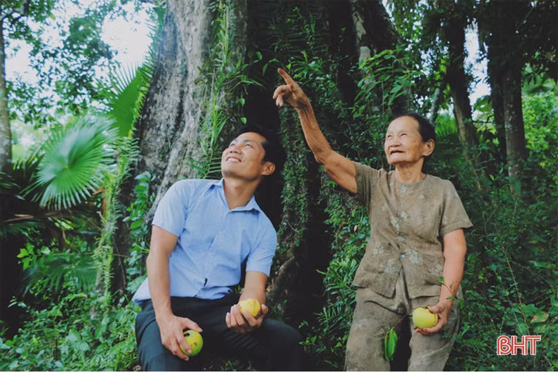 Mục sở thị cây thị cổ hơn 700 tuổi ở Hà Tĩnh