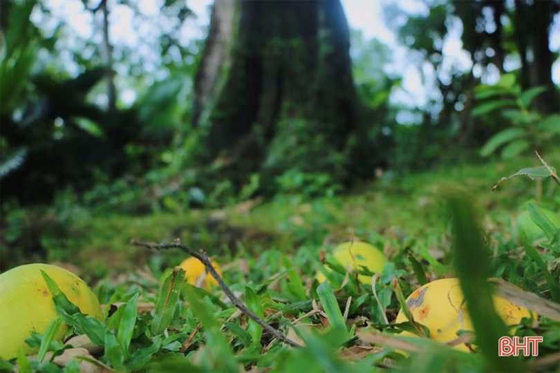 Mục sở thị cây thị cổ hơn 700 tuổi ở Hà Tĩnh