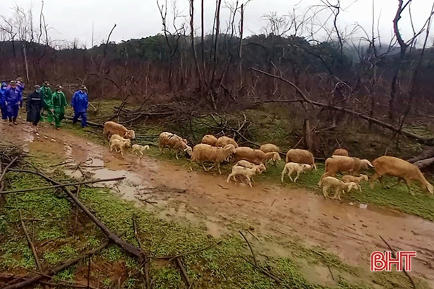 Thả thử nghiệm 20 con cừu vào Vườn Quốc gia Vũ Quang
