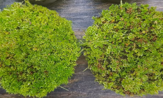 Bê tông thúc đẩy rêu mọc