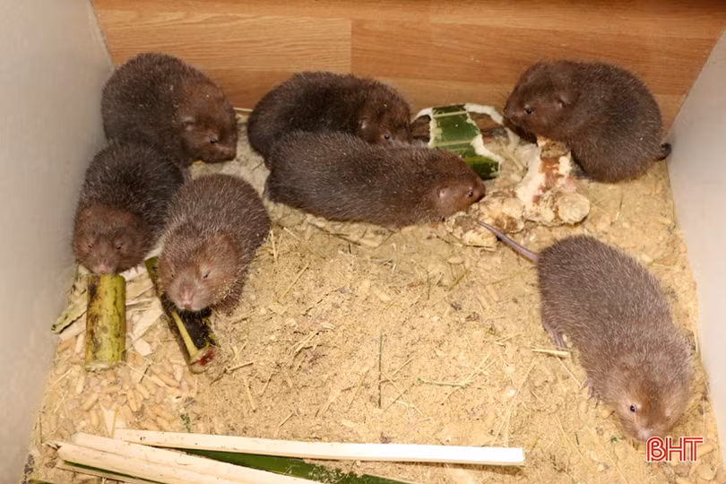 Thoát nghèo nhờ nghề nuôi dúi