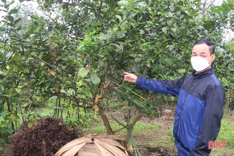 Lão nông “mê” làm vườn mẫu, tâm huyết xây dựng nông thôn mới