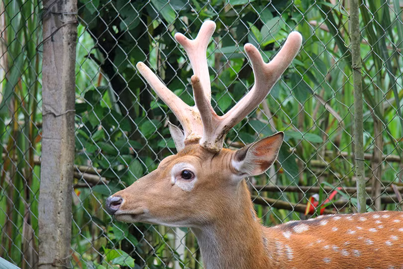 Lộc nhung đầu vụ giá cao, người nuôi hươu Hà Tĩnh phấn khởi
