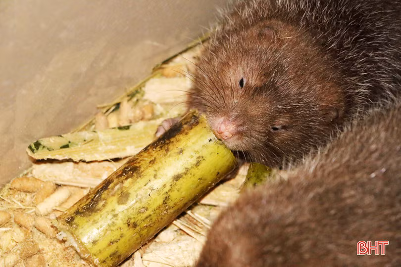 Thoát nghèo nhờ nghề nuôi dúi