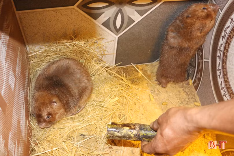 Thoát nghèo nhờ nghề nuôi dúi