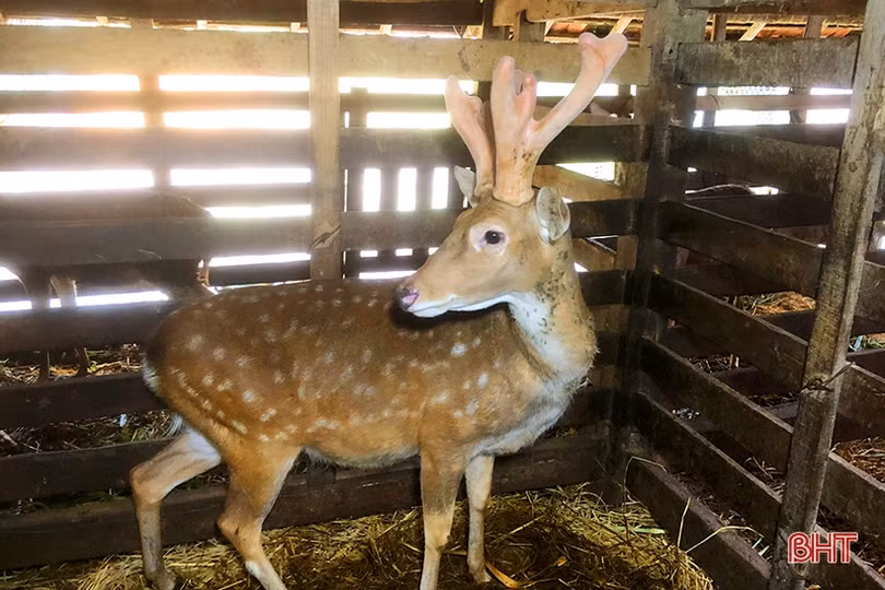 Lộc nhung đầu vụ giá cao, người nuôi hươu Hà Tĩnh phấn khởi