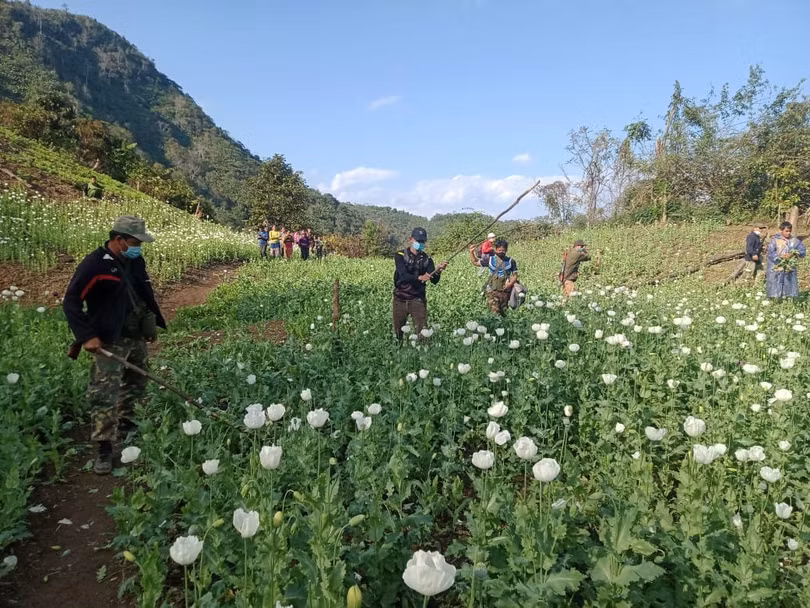 Lào phá hàng trăm rẫy trồng hoa anh túc