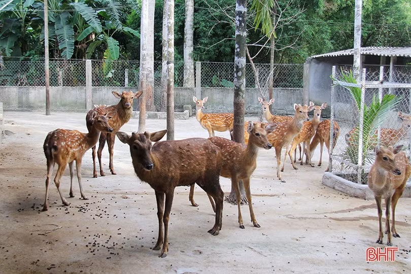 Lộc nhung đầu vụ giá cao, người nuôi hươu Hà Tĩnh phấn khởi