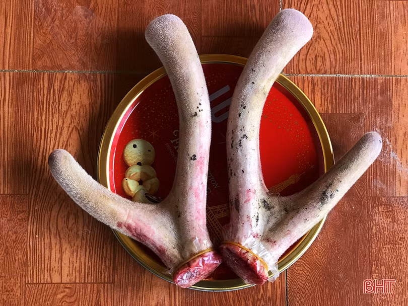 Lộc nhung đầu vụ giá cao, người nuôi hươu Hà Tĩnh phấn khởi