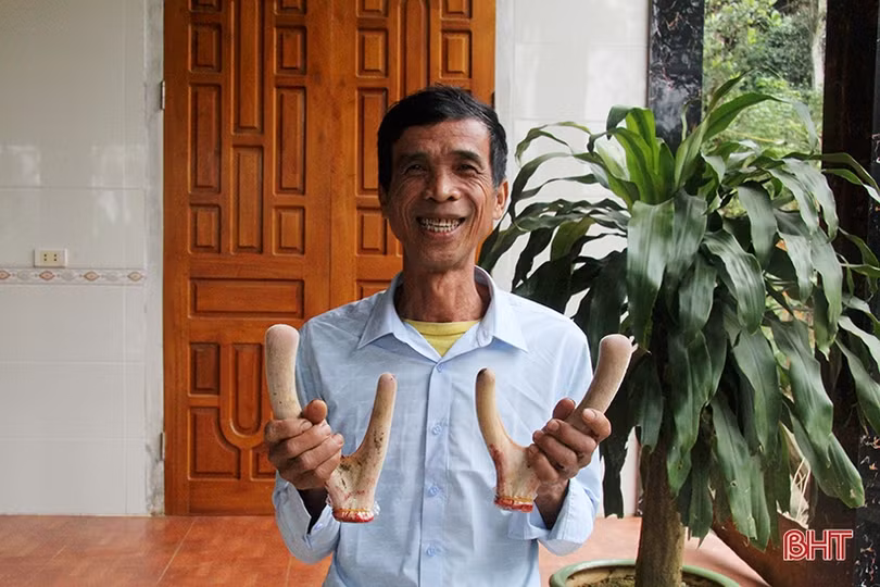 Lộc nhung đầu vụ giá cao, người nuôi hươu Hà Tĩnh phấn khởi
