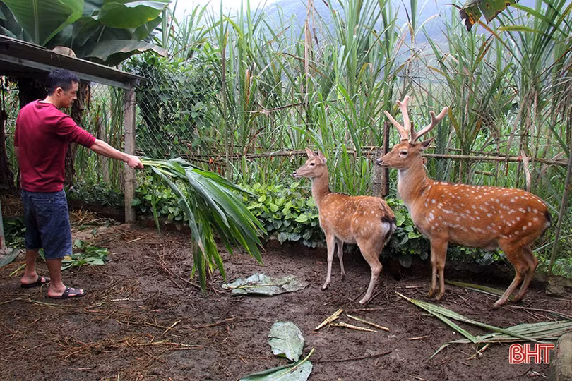 Lộc nhung đầu vụ giá cao, người nuôi hươu Hà Tĩnh phấn khởi