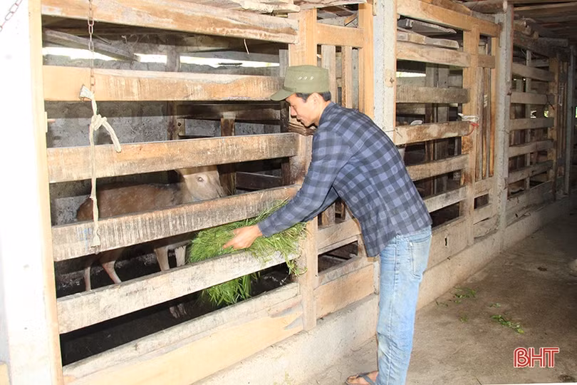 Lộc nhung đầu vụ giá cao, người nuôi hươu Hà Tĩnh phấn khởi