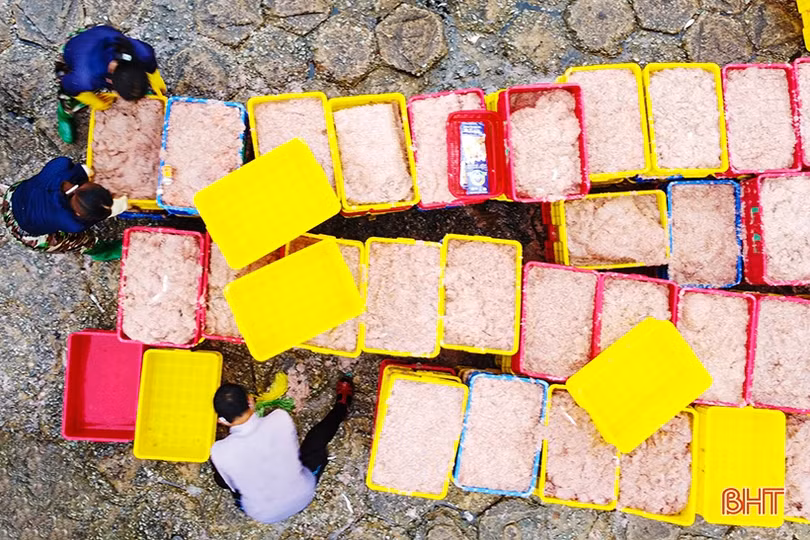 Ngư dân Cẩm Nhượng trúng đậm hải sản