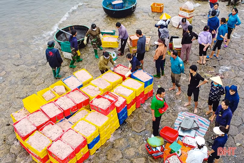 Ngư dân Cẩm Nhượng trúng đậm hải sản