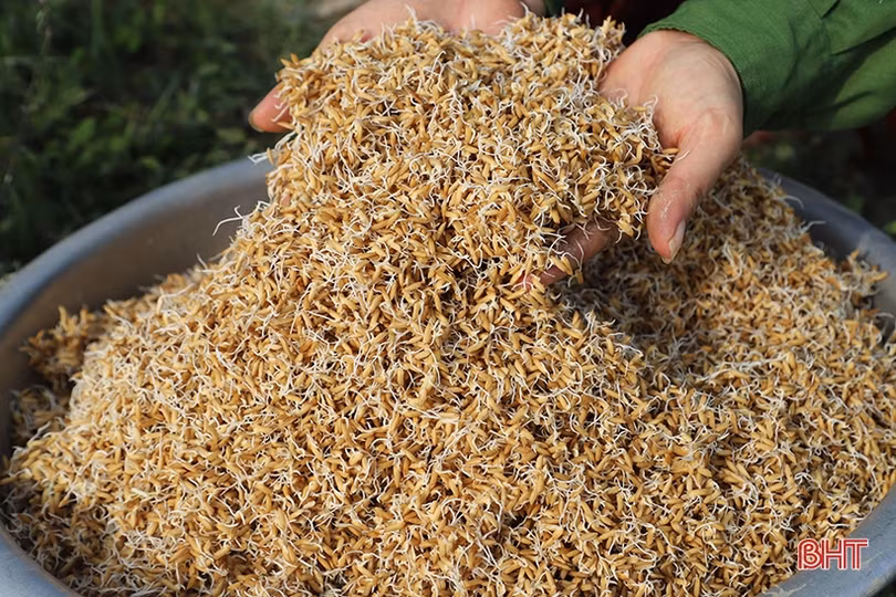 Nông dân Hà Tĩnh đồng loạt xuống đồng gieo cấy lúa xuân