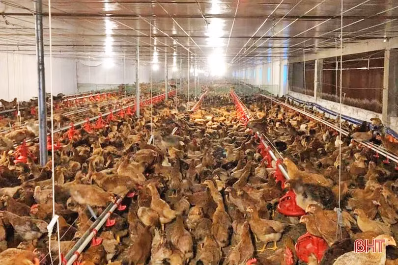 Chăn nuôi gia cầm ở Hà Tĩnh tăng trưởng tích cực