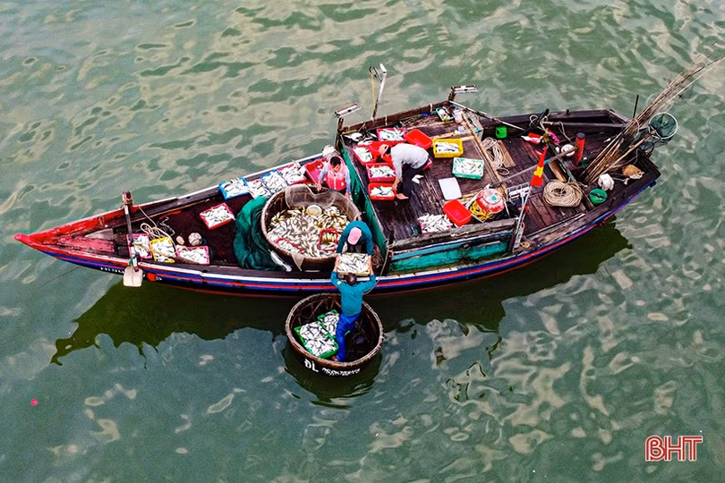 Ngư dân Cẩm Nhượng trúng đậm hải sản