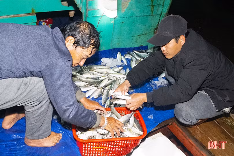 Ngư dân Cẩm Nhượng trúng đậm hải sản